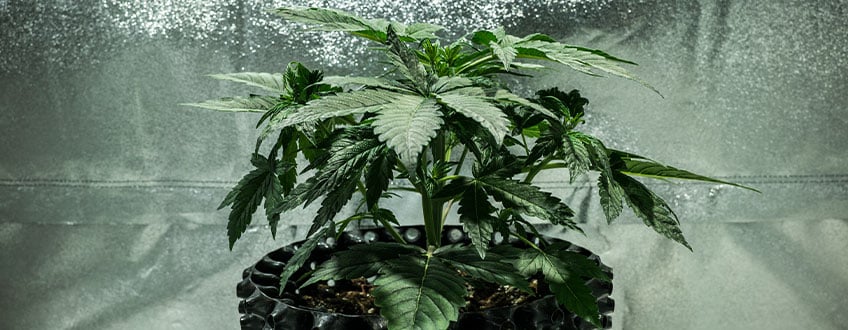 Triple G Grow Report Triple G Grow Report