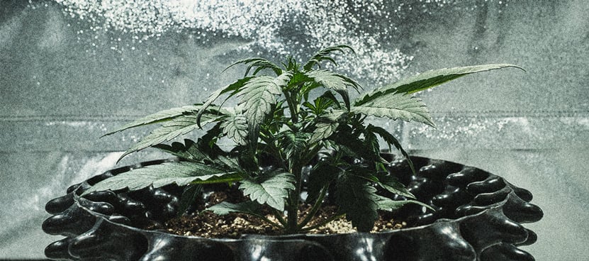 Sweet Skunk Automatic Grow-Bericht Sweet Skunk Automatic Grow-Bericht