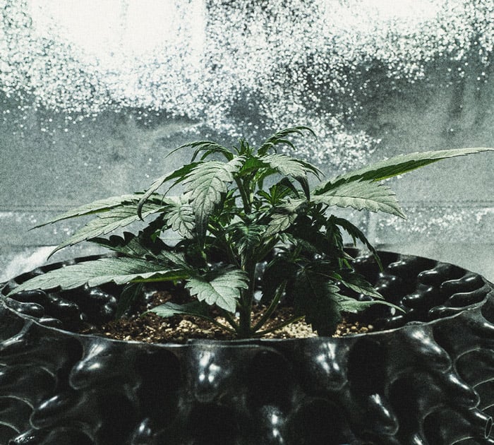 Sweet Skunk Automatic Grow-Bericht Sweet Skunk Automatic Grow-Bericht