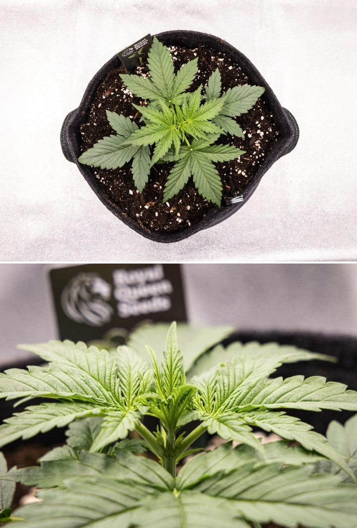 Gaia F1 Grow-Report – Woche 2 frühes vegetatives Wachstum Gaia F1 Cannabispflanze in Woche 2, die in Erde wächst, mit gesundem frühem vegetativem Wachstum im Innenbereich
