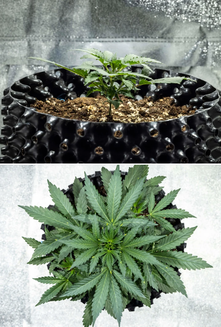 North Thunderfuck Grow Report – Woche 2: frühe vegetative Phase North Thunderfuck Cannabispflanze in Woche 2 des frühen vegetativen Wachstums, die zusätzliche Fächerblätter entwickelt und in Erde unter LED-Licht ein stärkeres Wurzelsystem ausbildet