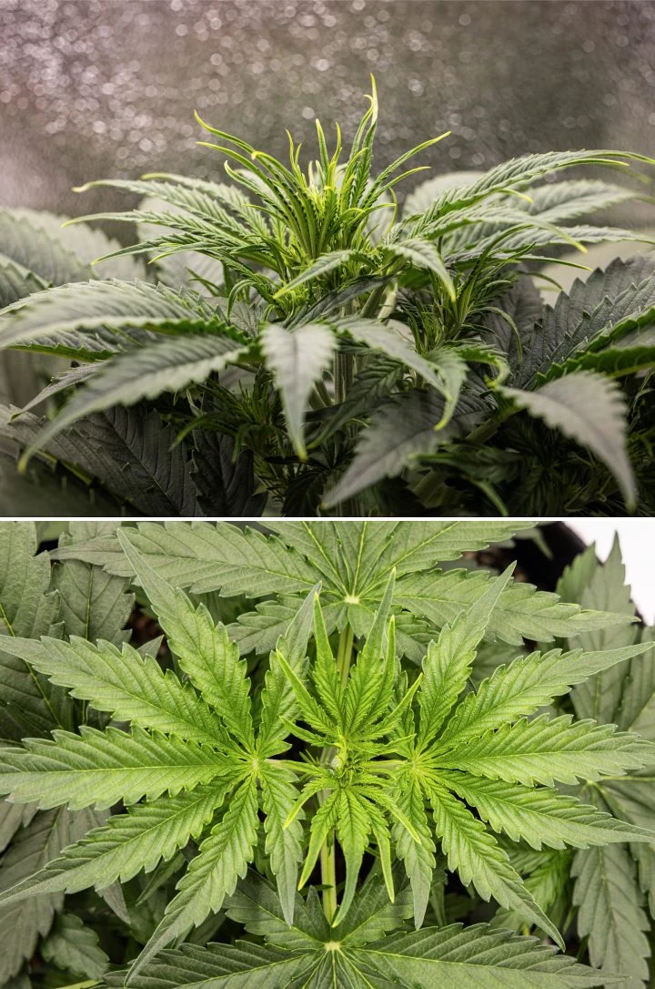 Informe de cultivo de Gaia F1 – Semana 3 crecimiento vegetativo Planta de cannabis Gaia F1 en la semana 3 creciendo en tierra con un crecimiento vegetativo saludable en interior