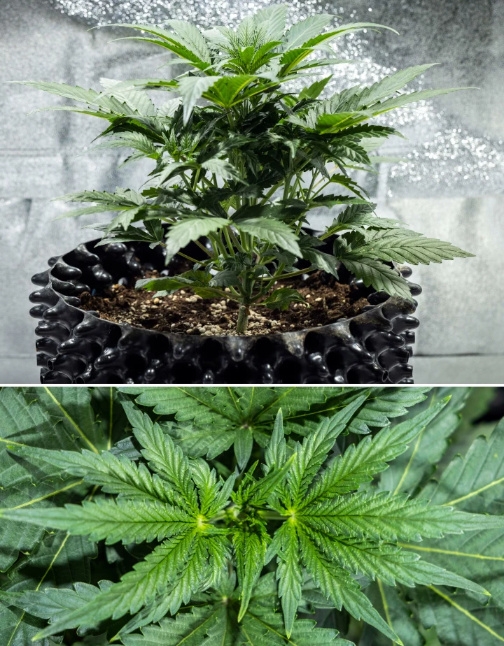 North Thunderfuck Grow Report – Woche 3: vegetative Wachstumsphase North Thunderfuck Cannabispflanze in Woche 3 des vegetativen Wachstums mit kräftiger Struktur, breiten Fächerblättern und gesunder Verzweigung in Erde unter LED-Licht