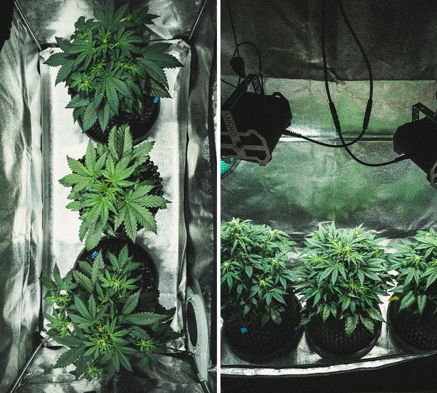 Sweet Skunk Automatic Grow-Bericht Sweet Skunk Automatic Grow-Bericht