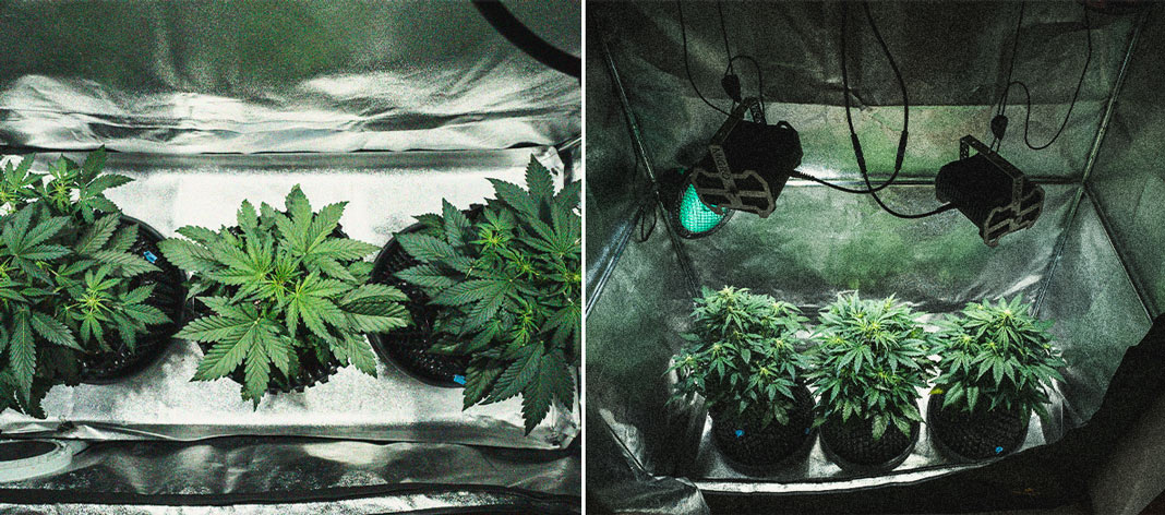 Sweet Skunk Automatic Grow-Bericht Sweet Skunk Automatic Grow-Bericht