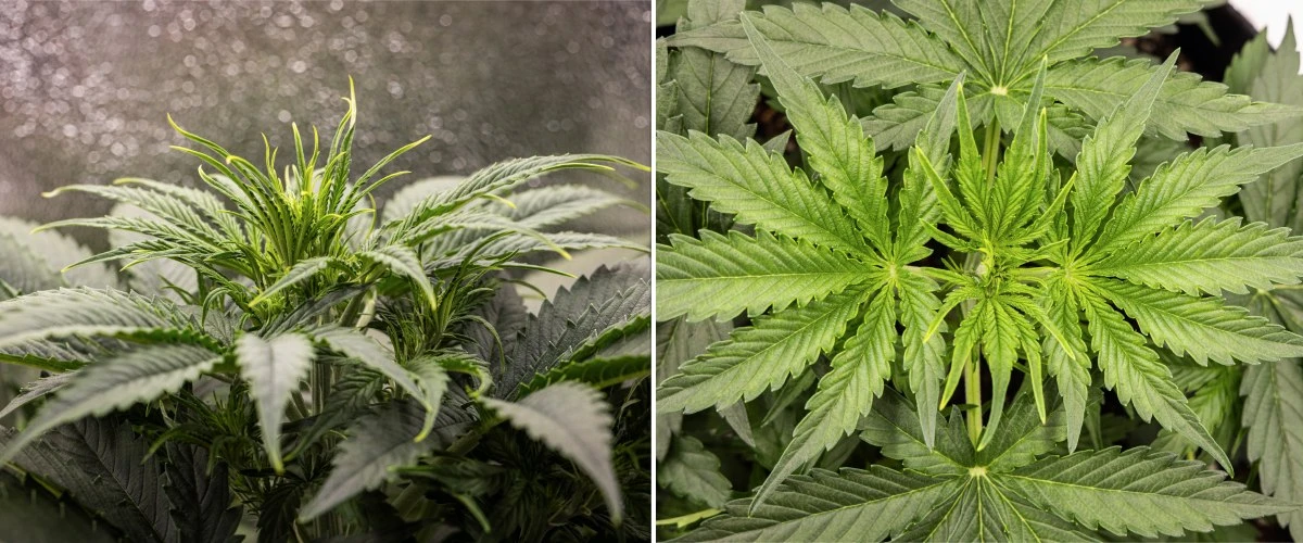 Informe de cultivo de Gaia F1 – Semana 3 crecimiento vegetativo Planta de cannabis Gaia F1 en la semana 3 creciendo en tierra con un crecimiento vegetativo saludable en interior