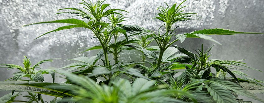 Triple G Grow Report Triple G Grow Report