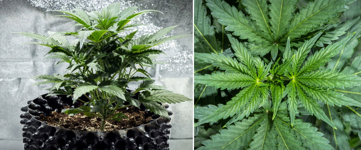 North Thunderfuck Grow Report – Woche 3: vegetative Wachstumsphase North Thunderfuck Cannabispflanze in Woche 3 des vegetativen Wachstums mit kräftiger Struktur, breiten Fächerblättern und gesunder Verzweigung in Erde unter LED-Licht