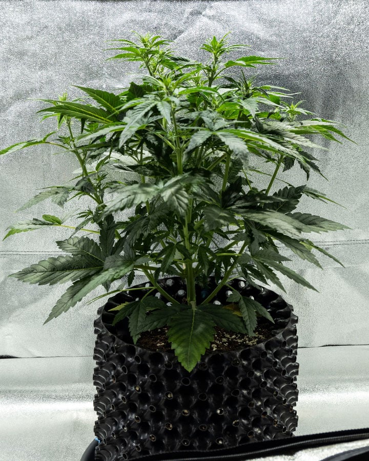 Triple G Grow Report Triple G Grow Report