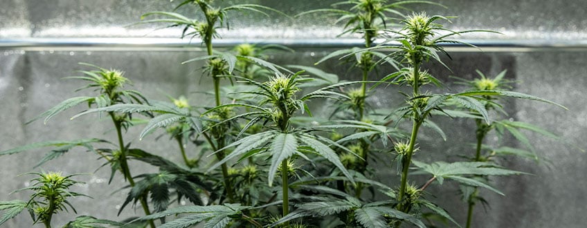Triple G Grow Report Triple G Grow Report
