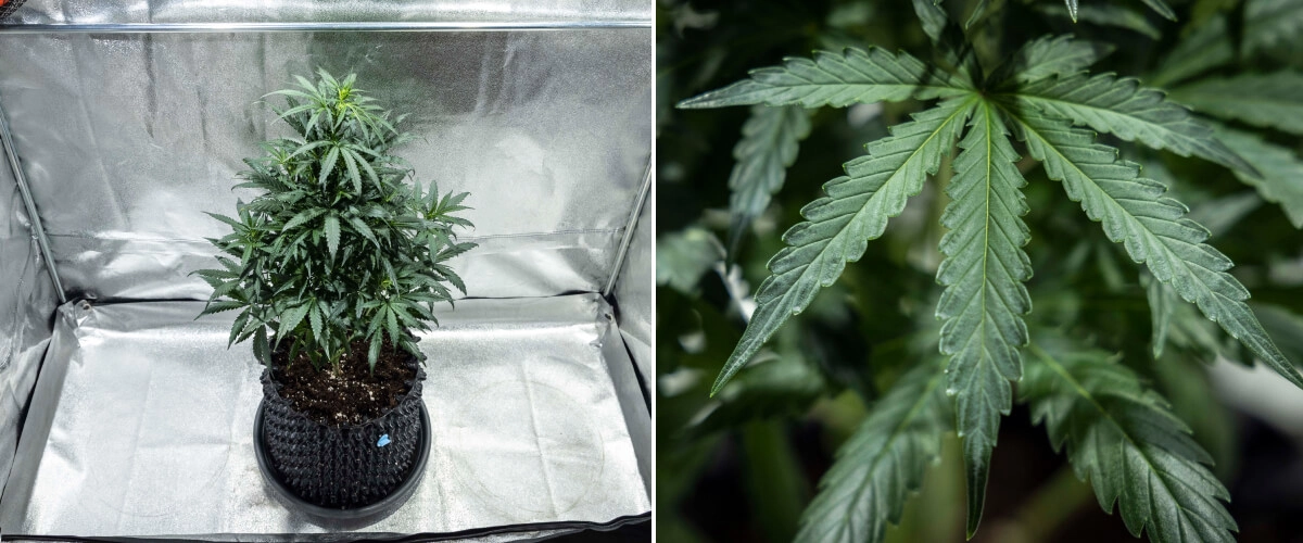 North Thunderfuck Grow Report – Woche 4: späte vegetative Phase North Thunderfuck Cannabispflanze in Woche 4 des vegetativen Wachstums mit dichterem Blätterdach, kräftiger Verzweigung und gesunden Fächerblättern, die sich in Erde unter LED-Licht entwickeln