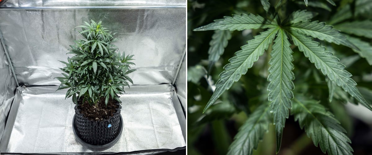 North Thunderfuck Cannabispflanze in Woche 4 der vegetativen Phase mit dichterem Blätterdach, kräftiger Verzweigung und gesunden Fächerblättern im Boden unter LED-Beleuchtung