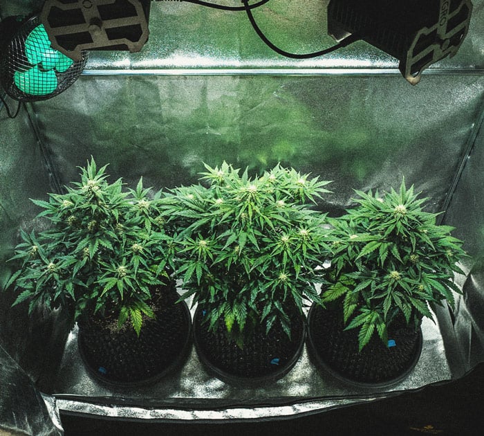 Sweet Skunk Automatic Grow-Bericht Sweet Skunk Automatic Grow-Bericht