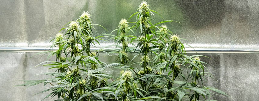 Triple G Grow Report Triple G Grow Report