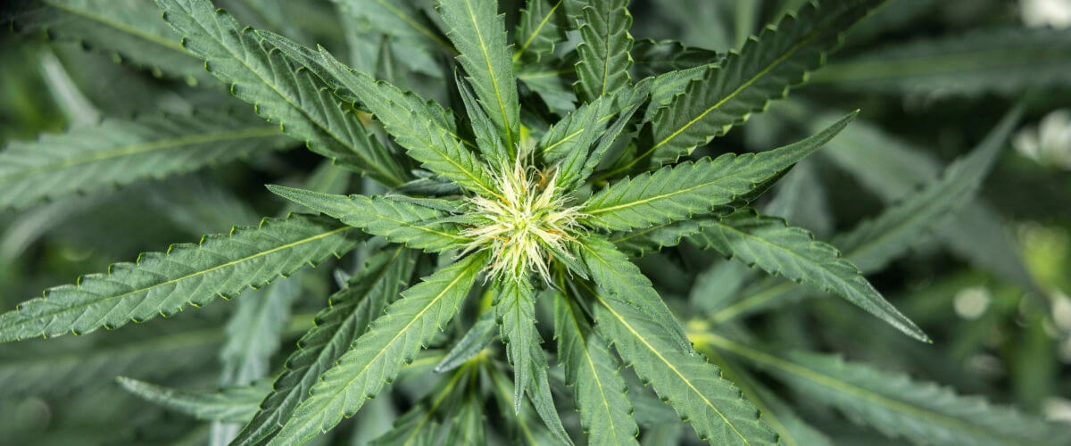 North Thunderfuck Grow Report – Woche 5: frühe Blütephase North Thunderfuck Cannabispflanze in Woche 5 der frühen Blüte mit frischen weißen Blütenstempeln an den Blütenansätzen und gesunden Fächerblättern unter LED-Licht