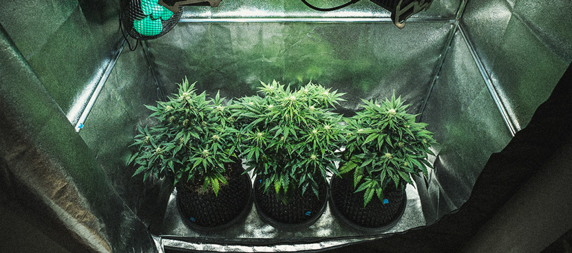 Sweet Skunk Automatic Grow-Bericht Sweet Skunk Automatic Grow-Bericht