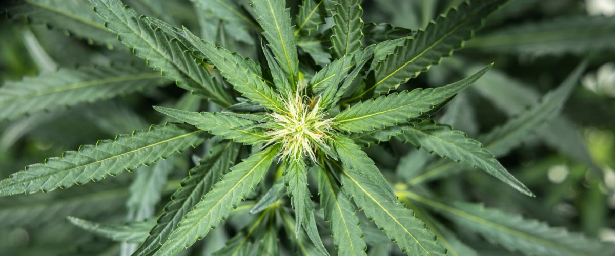 North Thunderfuck Cannabispflanze in Woche 5 der frühen Blütephase mit frischen weißen Blütenstempeln an den Budsites und gesunden Fächerblättern unter LED-Beleuchtung