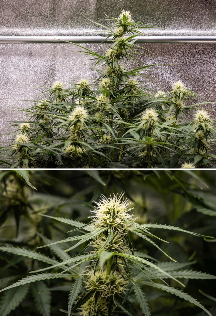 Gaia F1 Grow-Report – Woche 6 mittlere Blütephase Gaia F1 Cannabispflanze in Woche 6, die in Erde wächst, mit gesundem Blütenwachstum in der mittleren Blütephase im Innenbereich