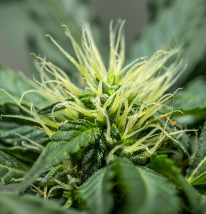 North Thunderfuck Grow Report – Woche 6: frühe Blütenentwicklung North Thunderfuck Cannabispflanze in Woche 6 der Blüte mit sich entwickelnder Blütenstruktur, zahlreichen weißen Blütenstempeln und gesunden Zuckerblättern unter LED-Licht