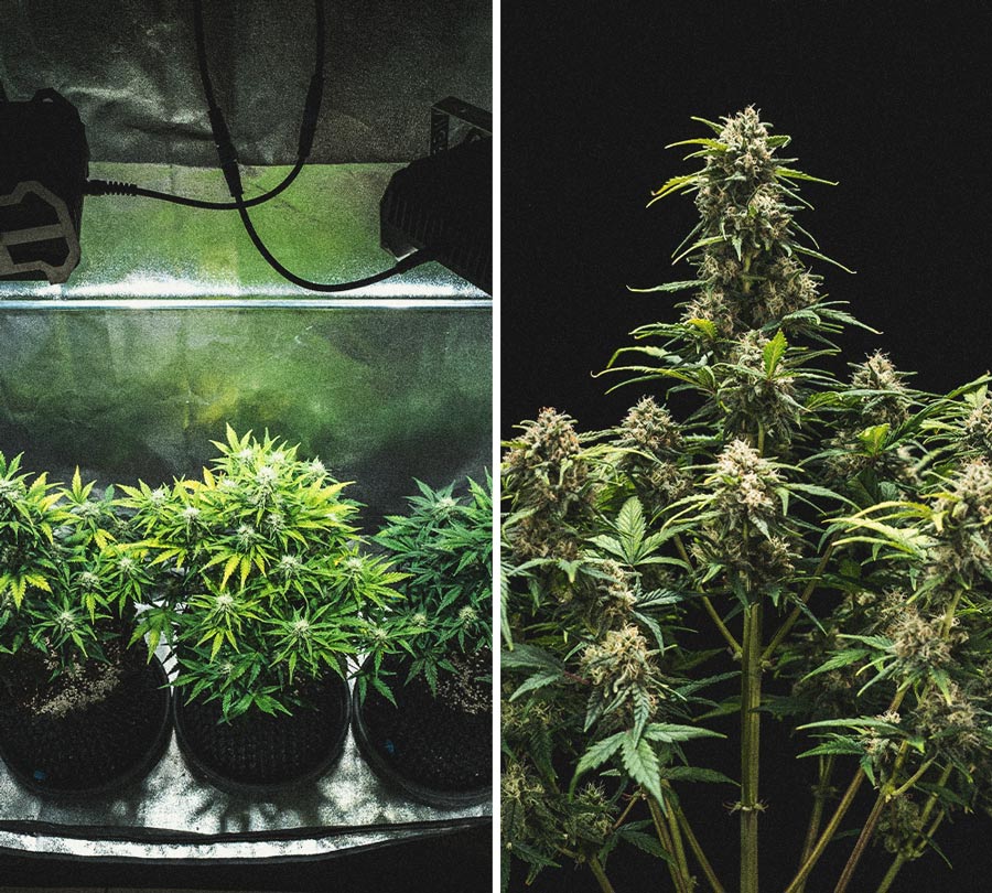 Sweet Skunk Automatic Grow-Bericht Sweet Skunk Automatic Grow-Bericht