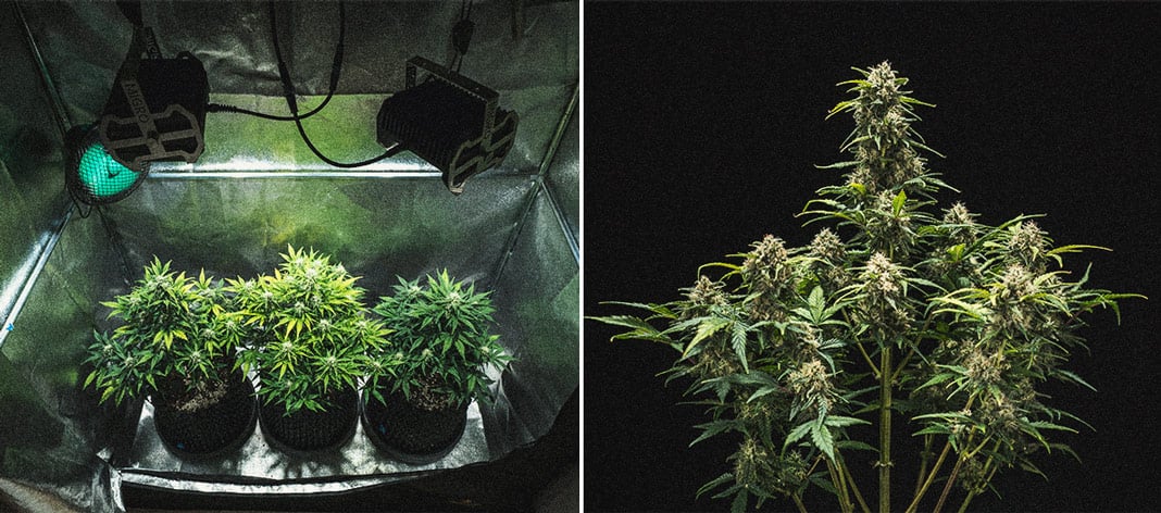 Sweet Skunk Automatic Grow-Bericht Sweet Skunk Automatic Grow-Bericht