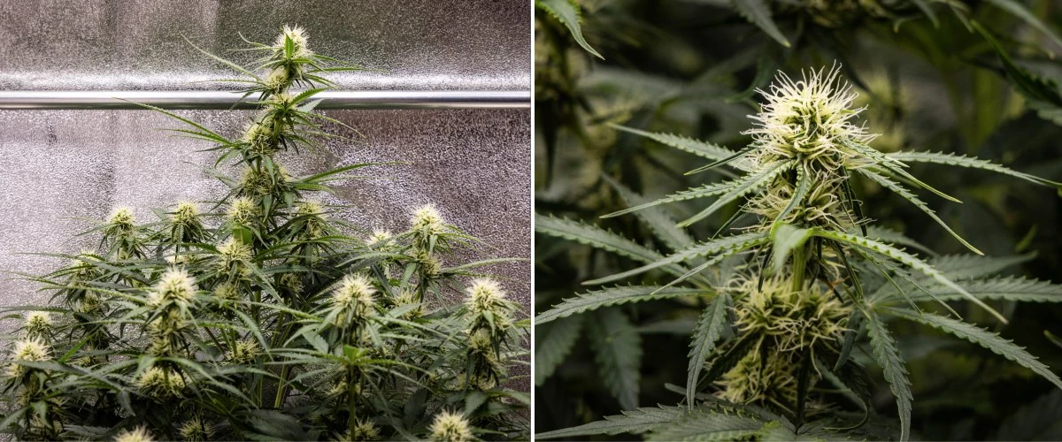 Gaia F1 Grow-Report – Woche 6 mittlere Blütephase Gaia F1 Cannabispflanze in Woche 6, die in Erde wächst, mit gesundem Blütenwachstum in der mittleren Blütephase im Innenbereich