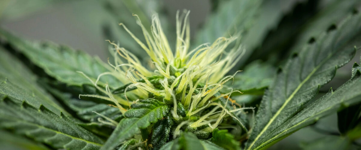 North Thunderfuck Grow Report – Woche 6: frühe Blütenentwicklung North Thunderfuck Cannabispflanze in Woche 6 der Blüte mit sich entwickelnder Blütenstruktur, zahlreichen weißen Blütenstempeln und gesunden Zuckerblättern unter LED-Licht