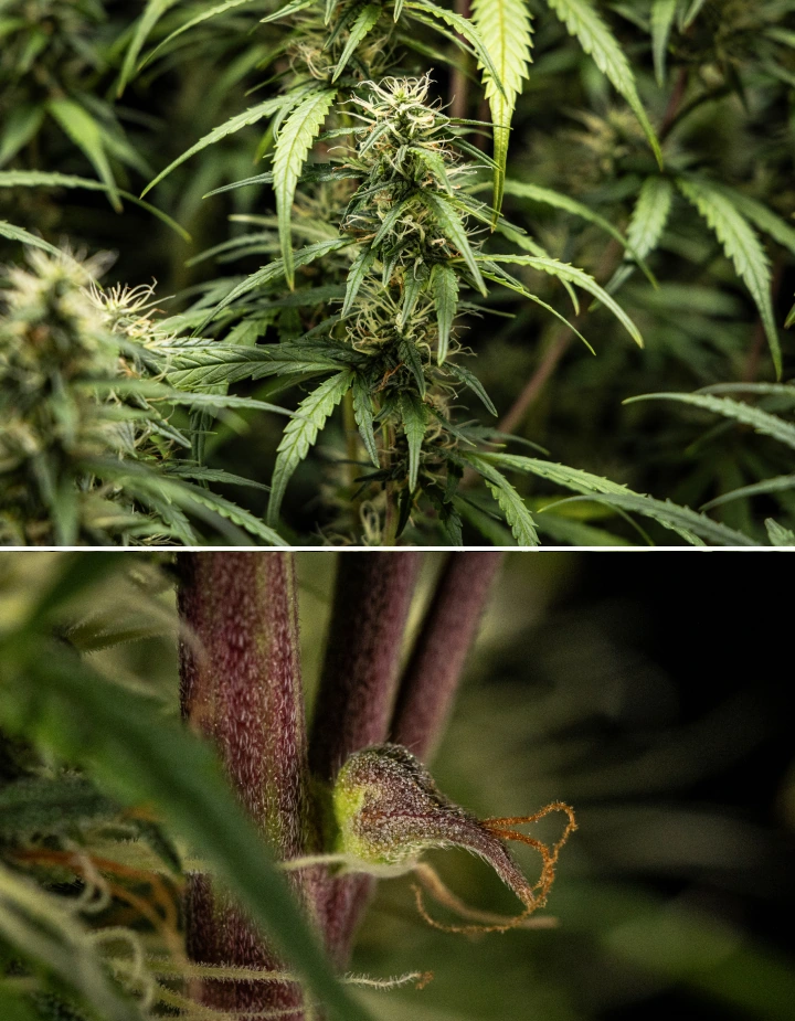 Informe de Cultivo GOAT'lato Auto – Semana 7 Floración Media Planta de cannabis GOAT'lato Auto en la semana 7 de floración media, mostrando colas engordando, mayor producción de resina y cogollos densos bajo luz LED