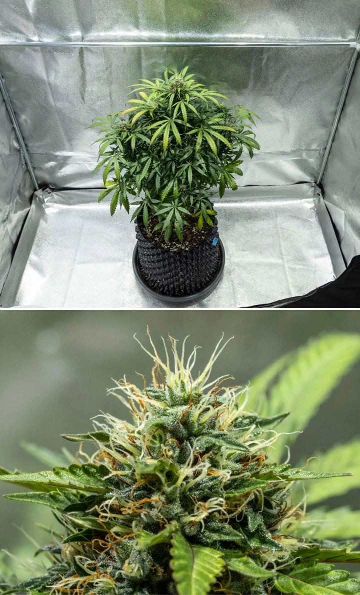 North Thunderfuck Grow Report – Wochen 7–8: mittlere Blütephase North Thunderfuck Cannabispflanze in den Blütewochen 7–8 mit größer werdenden Blüten, dichten Ansammlungen von Blütenstempeln und zunehmender Harzproduktion unter LED-Licht