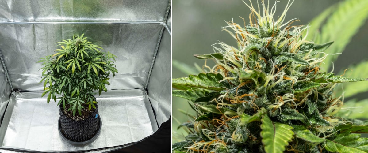 North Thunderfuck Cannabispflanze in den Wochen 7–8 der Blüte mit sich ausdehnenden Buds, dichten Blütenstempelgruppen und zunehmender Harzproduktion unter LED-Beleuchtung