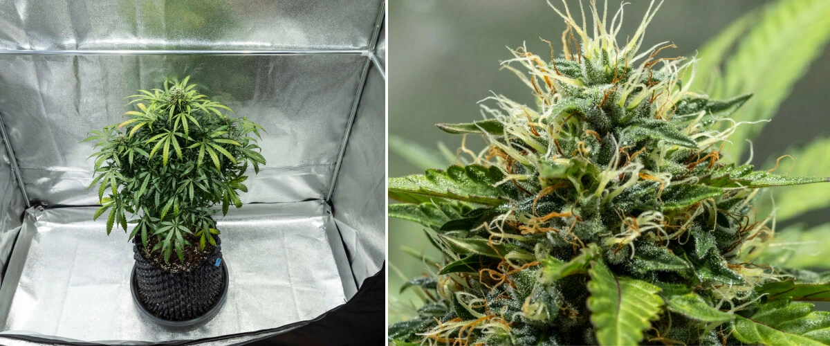 North Thunderfuck Grow Report – Wochen 7–8: mittlere Blütephase North Thunderfuck Cannabispflanze in den Blütewochen 7–8 mit größer werdenden Blüten, dichten Ansammlungen von Blütenstempeln und zunehmender Harzproduktion unter LED-Licht