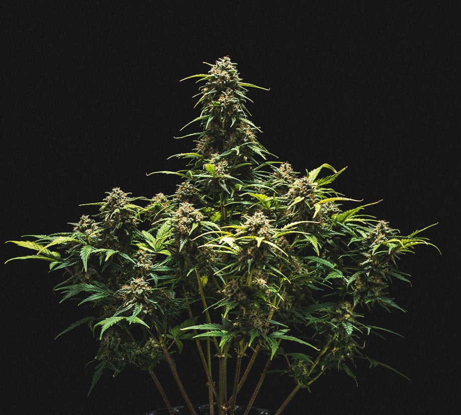 Sweet Skunk Automatic Grow-Bericht Sweet Skunk Automatic Grow-Bericht