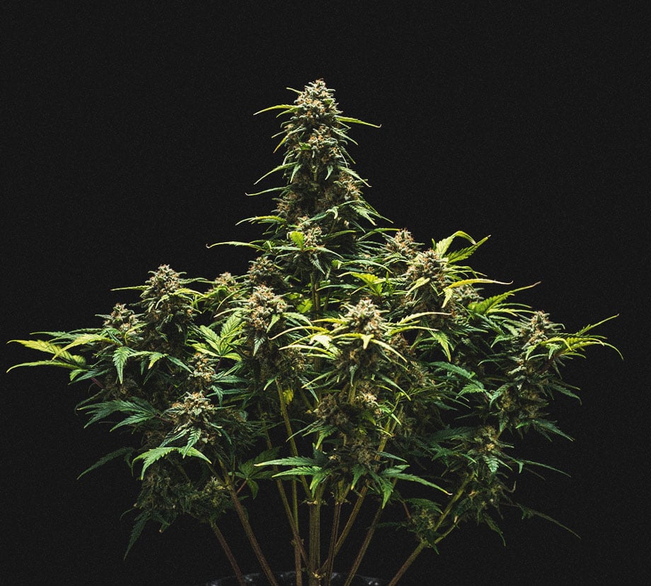 Sweet Skunk Automatic Grow-Bericht