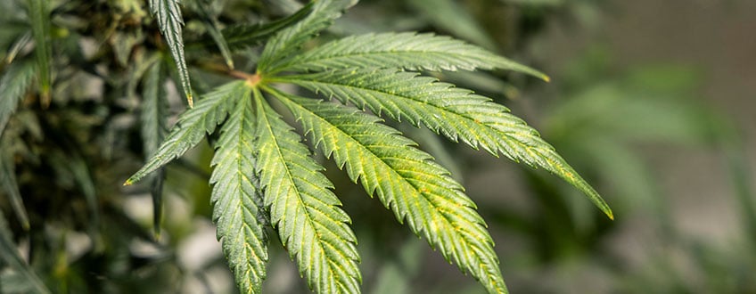 Triple G Grow Report Triple G Grow Report
