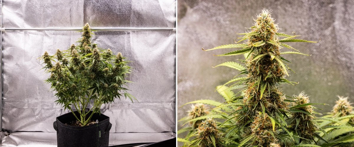 Gaia F1 Grow-Report – Woche 8 Blütenreife Gaia F1 Cannabispflanze in Woche 8, die in Erde wächst, mit gesunden reifenden Blüten im Innenbereich