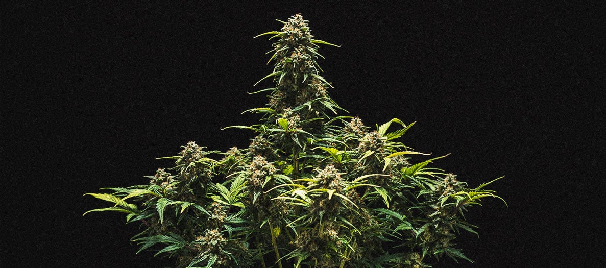 Sweet Skunk Automatic Grow-Bericht Sweet Skunk Automatic Grow-Bericht