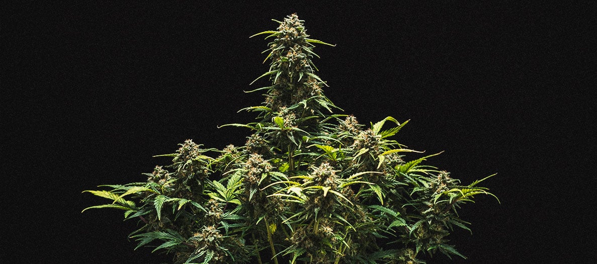 Sweet Skunk Automatic Grow-Bericht