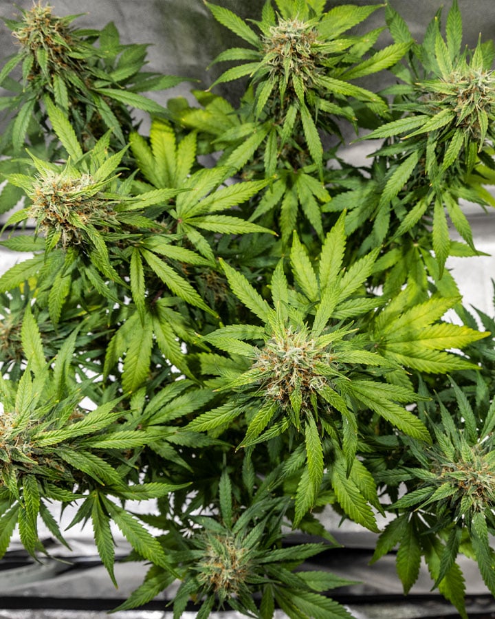 Triple G Grow Report Triple G Grow Report
