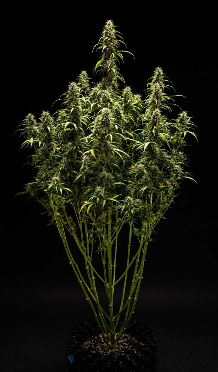 GOAT'lato Auto Grow-Report – Woche 9 Erntevorbereitung GOAT'lato Auto Cannabispflanze in Woche 9 mit überwiegend milchigen und einigen bernsteinfarbenen Trichomen, festen Buds und intensivem Aroma kurz vor der Ernte