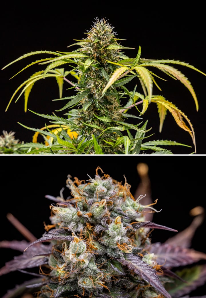 North Thunderfuck Cannabispflanze in den Wochen 9–10 der Blüte mit vollständig entwickelten Buds, dunkleren Blütenstempeln, starker Harzbildung und Anzeichen für die Erntereife unter LED-Beleuchtung