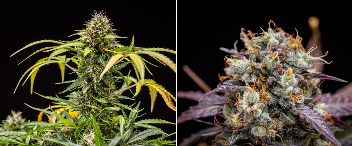 North Thunderfuck Cannabispflanze in den Wochen 9–10 der Blüte mit vollständig entwickelten Buds, dunkleren Blütenstempeln, starker Harzbildung und Anzeichen für die Erntereife unter LED-Beleuchtung