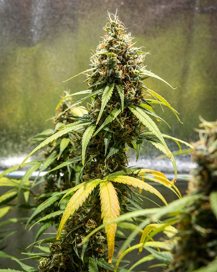 Triple G Grow Report Triple G Grow Report