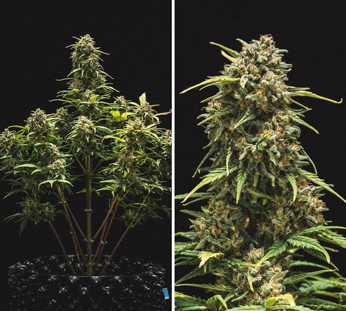 Sweet Skunk Automatic Grow-Bericht Sweet Skunk Automatic Grow-Bericht