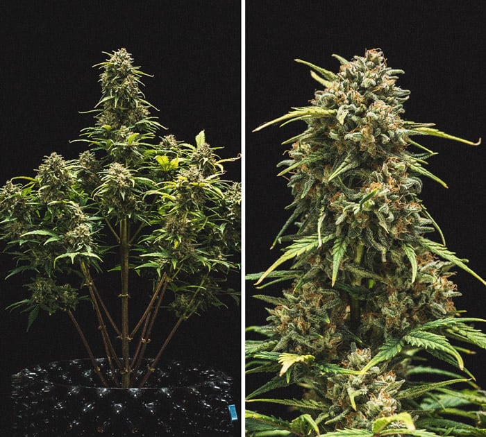 Sweet Skunk Automatic Grow-Bericht