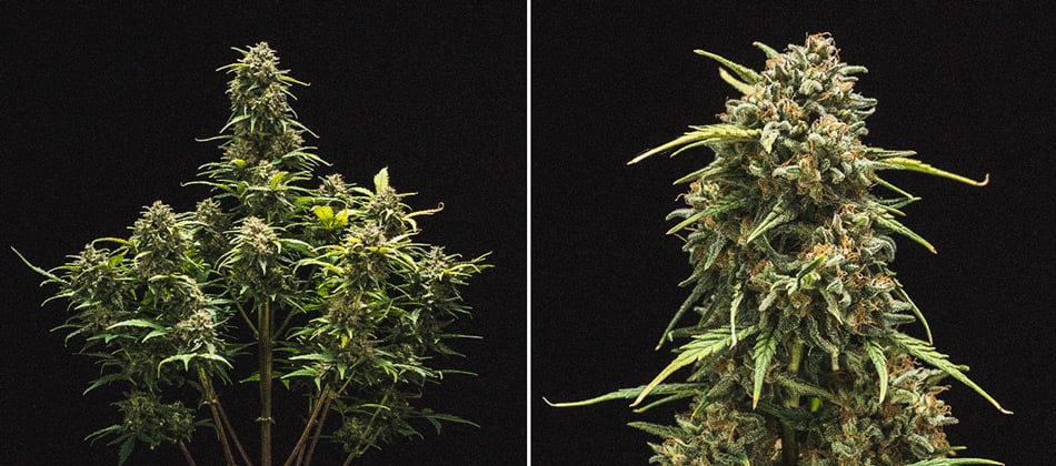 Sweet Skunk Automatic Grow-Bericht Sweet Skunk Automatic Grow-Bericht