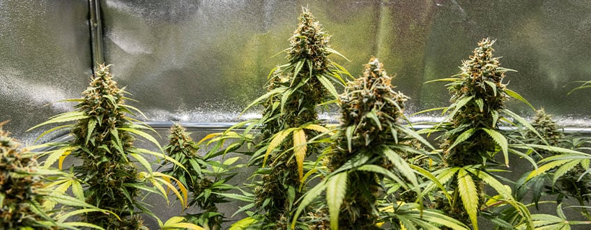 Triple G Grow Report Triple G Grow Report