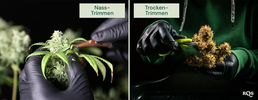 Vergleich zwischen nassem und trockenem Trimmen von Cannabis. Links erfolgt das nasse Trimmen direkt nach der Ernte, wodurch das Entfernen der Blätter erleichtert wird. Rechts wird das trockene Trimmen nach dem Trocknen durchgeführt, um die Aushärtung und den Erhalt der Terpene zu verbessern.