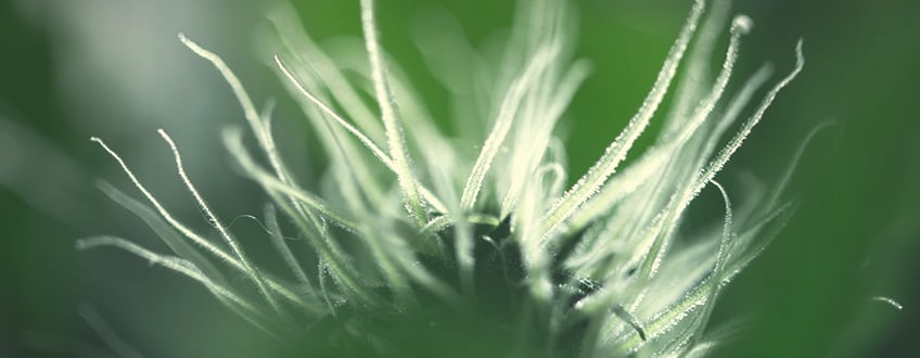White pistils White pistils
