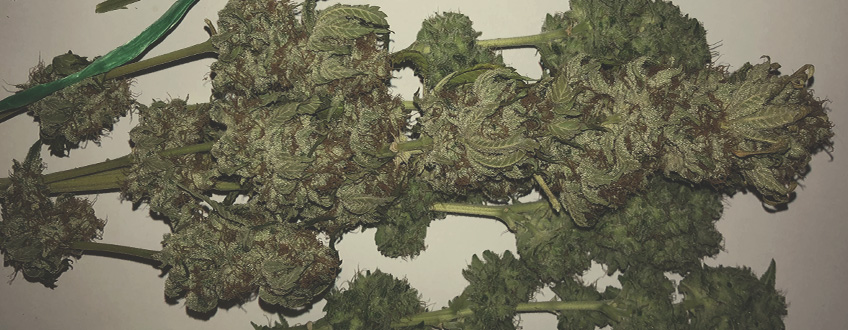 White Widow White Widow