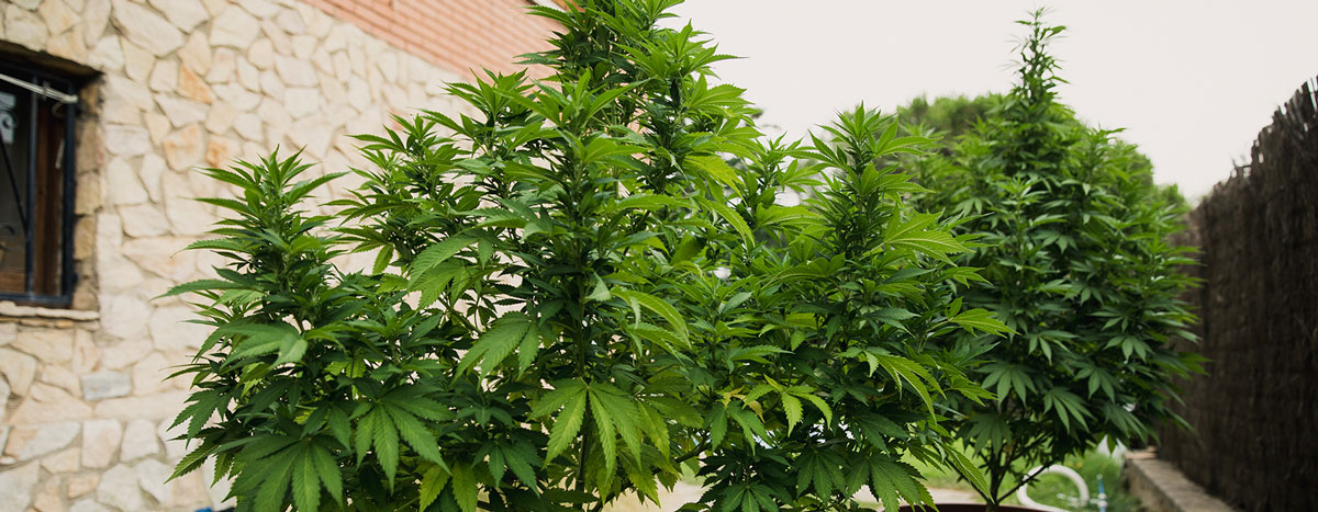 White Widow White Widow